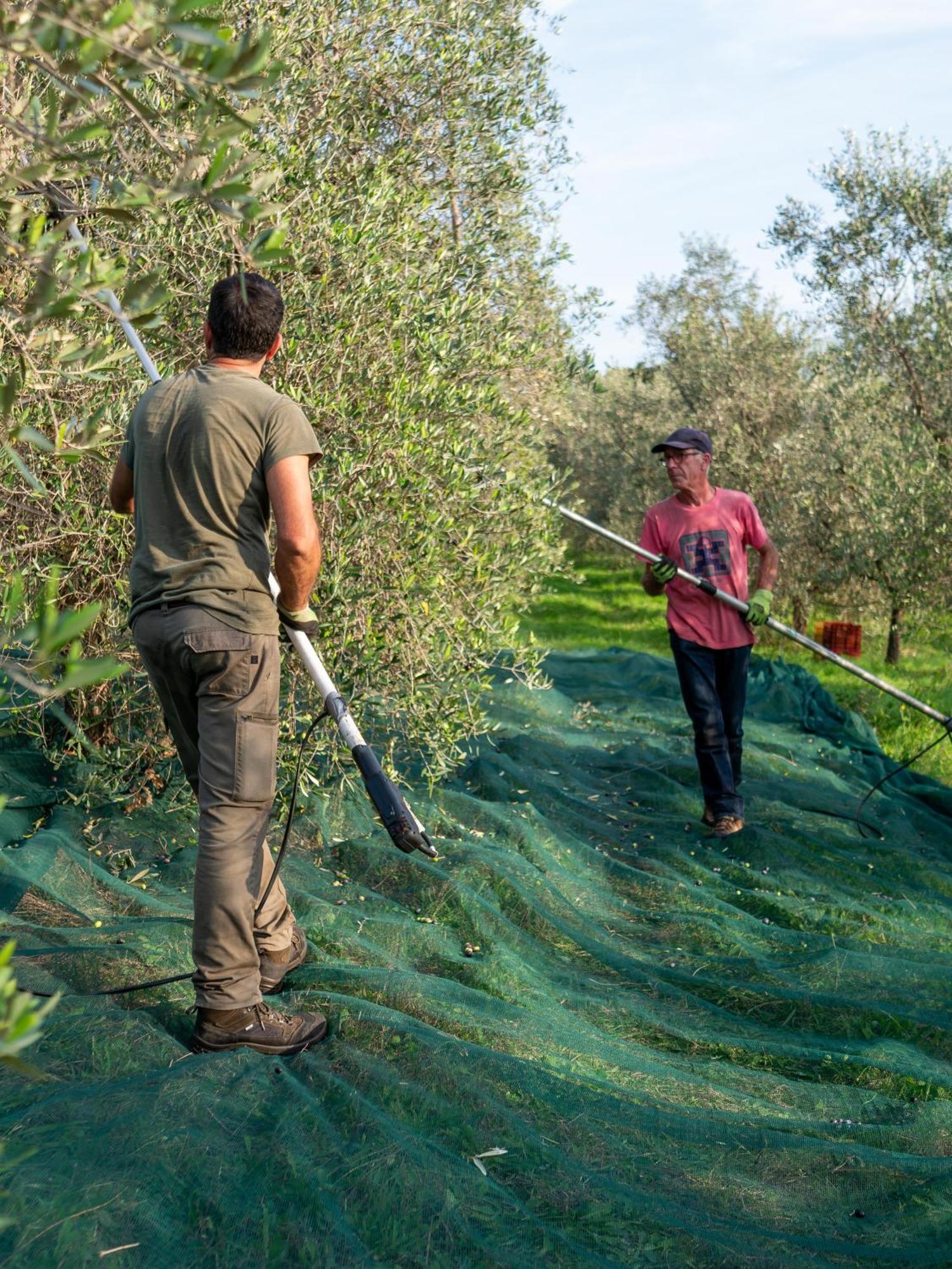 Podere Le Mezzelune Bibbona Buitenkant foto